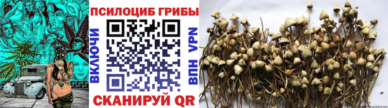 где найти наркотики  Гатчина  Галлюциногенные грибы прущие грибы 